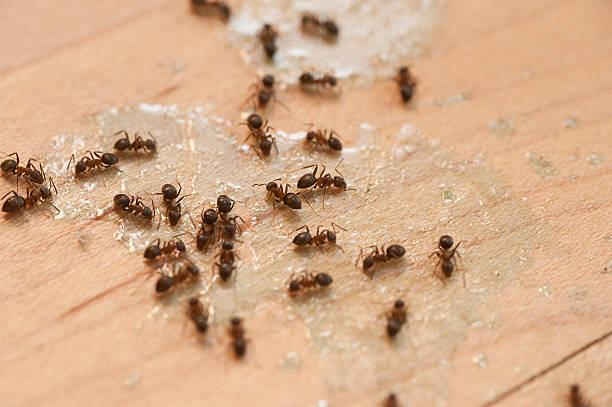Best Residential Pest Control  in Newstle, CA